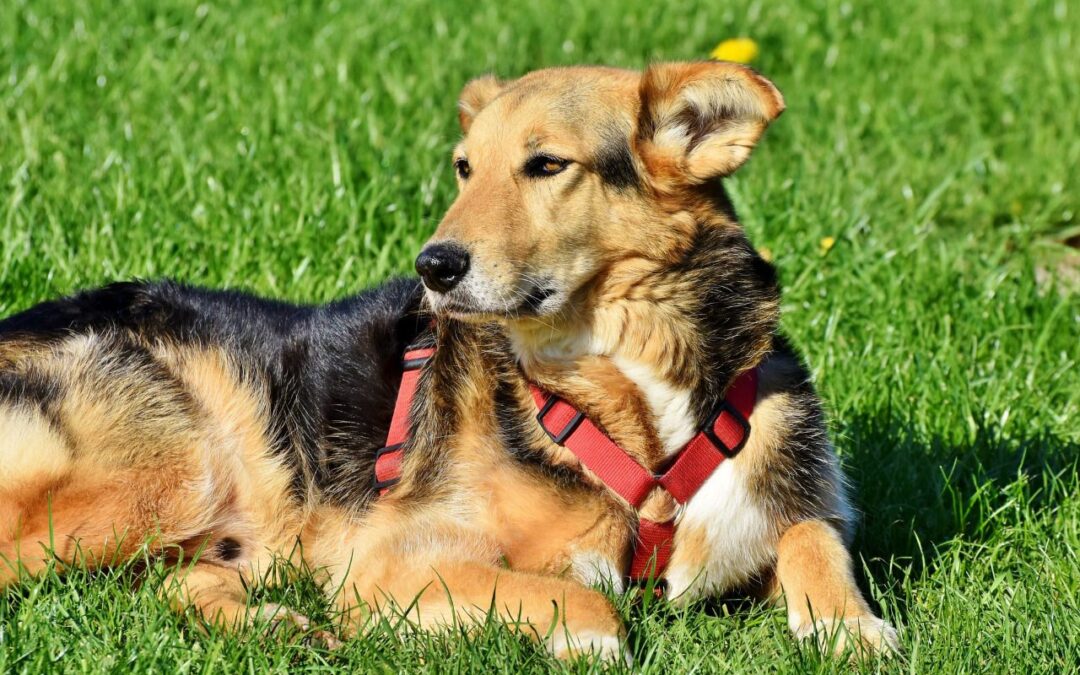 Mitos y beneficios de la esterilización canina